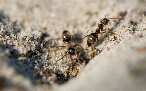 水晶燈 家中 突然出現很多 小 螞蟻